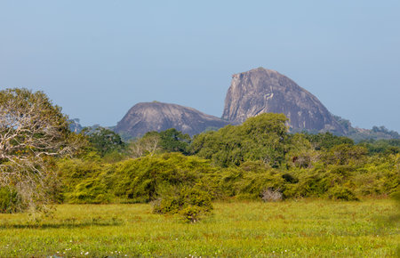A large mountain is in the background of a field with trees. The sky is clear and the sun is shiningの写真素材