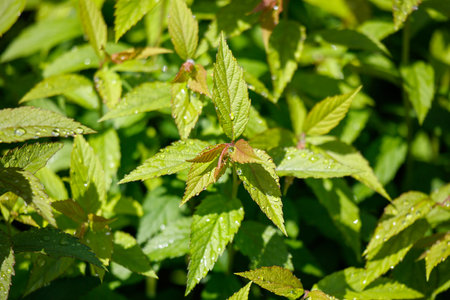 A green leafy plant with droplets of water on it. The leaves are green and shiny