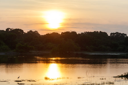 A bird is standing on the water near the shore. The sun is setting, casting a warm glow over the scene. The water is calm and still, reflecting the beautiful colors of the skyの写真素材
