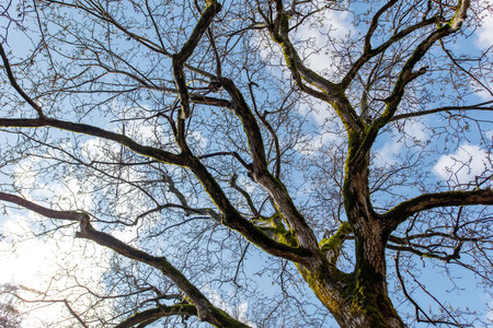 A tree with moss growing on it and a blue sky in the background. The tree is bare and the sky is clearの写真素材