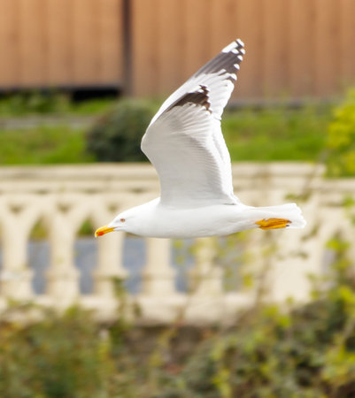 A seagull is flying in the sky above a building. The bird is white and has yellow beakの写真素材