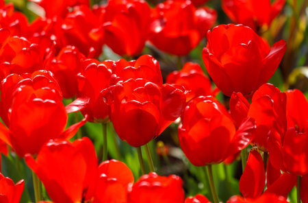 A bunch of red flowers are in a field. The flowers are in full bloom and are very brightの写真素材