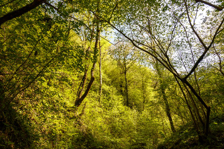 A forest with trees in the foreground and background. The trees are green and the sky is blueの写真素材