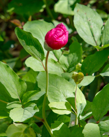 A small pink flower is in the middle of a green bush. The flower is surrounded by green leaves and stems. Concept of natural beauty and tranquilityの写真素材