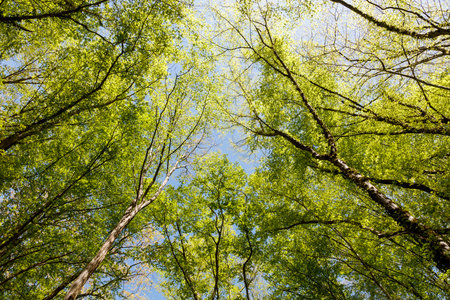 The trees are green and the sky is blue. The trees are tall and the sky is clearの写真素材