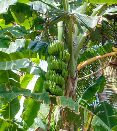A bunch of bananas hanging from a tree. The bananas are green and are growing in a lush green treeの写真素材
