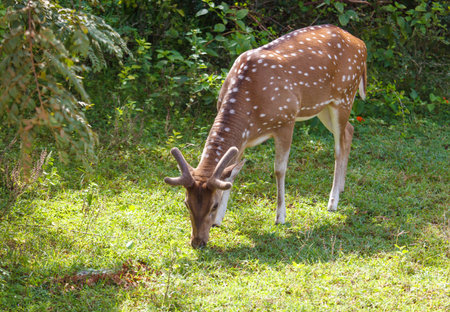 A deer is grazing in a grassy field. The deer is brown and white with black spotsの写真素材