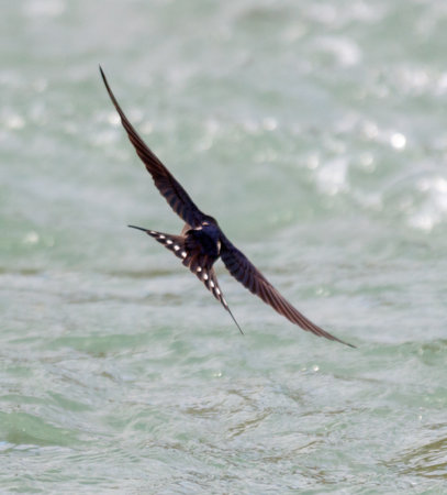 A swallow bird flies over the water. The bird is small and has a black tail. The water is calm and clean.の写真素材