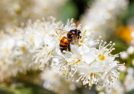 A bee is sitting on a flower. The flower is white and has a yellow center. The bee is surrounded by the flower's petalsの写真素材