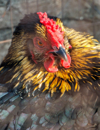 A chicken with a red beak and yellow feathers. The chicken is looking at the camera. The image has a warm and friendly moodの写真素材