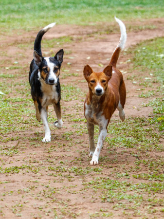 Two dogs running on a dirt field. One is brown and the other is black and white. The brown dog is running ahead of the black and white dogの写真素材