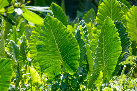 A bunch of green leaves are growing in a garden. The leaves are large and leafy, and they are all facing the same direction. The garden is full of life and colorの写真素材