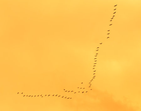 A flock of birds flying in a line across a yellow sky. The birds are in various positions, some are closer to the ground and others are higher up in the sky. Concept of freedom and movementの写真素材