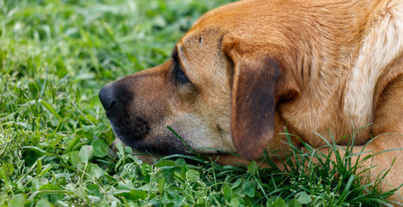 A brown dog is laying on the grass. The dog is looking at the camera. The grass is green and lush