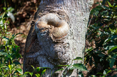A tree trunk with a large knot in the middle. The trunk is surrounded by green leaves. Concept of natural beauty and the passage of timeの写真素材