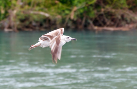 A seagull is flying over a body of water. The bird is in the air and he is enjoying the viewの写真素材
