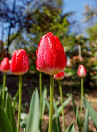 A red tulip is the center of attention in a field of green grass. The flower is surrounded by other tulips, creating a beautiful and vibrant scene. Concept of tranquility and natural beautyの写真素材