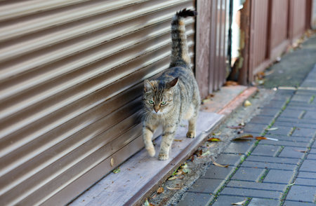 A cat is walking on a brick sidewalk next to a garage door. The cat appears to be curious and is looking at something behind the garage doorの写真素材