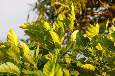 A tree with green leaves and a few brown leaves. The tree is in the middle of a forestの写真素材