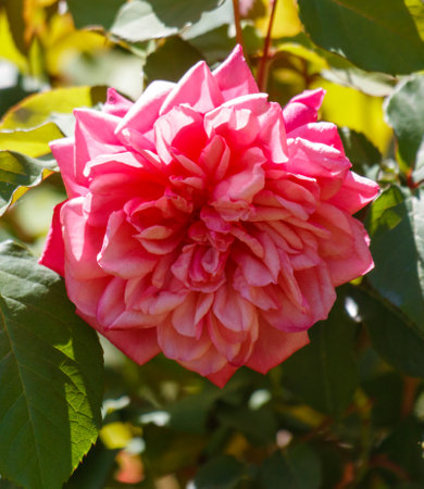 A pink flower with green leaves. The flower is in full bloom and is surrounded by green leavesの写真素材