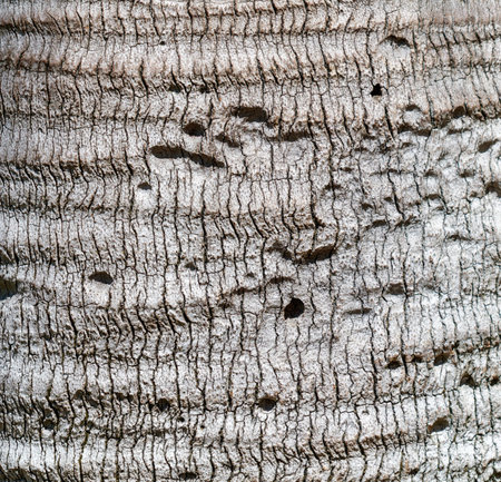 The bark of a tree is rough and has many holes. The texture of the bark is very interesting and uniqueの写真素材