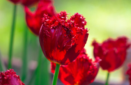 A bunch of red flowers with frilly petals. The flowers are in a garden and are surrounded by green grassの写真素材