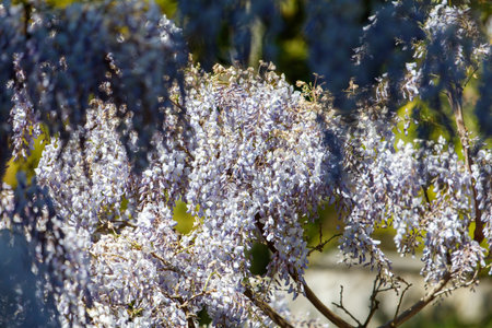 A tree with purple flowers is in a green field. The flowers are purple and the tree is full of themの写真素材