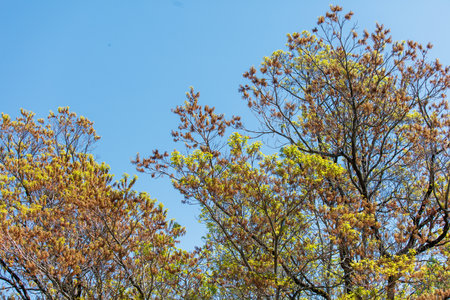 The trees and the sky is a bright blue. The leaves have fallen from the trees, leaving them bare and stark against the clear blue sky. The sky is so bright that it almost seems to be glowingの写真素材