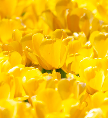 A field of yellow flowers with a single yellow flower in the foreground. The flowers are in full bloom and the sun is shining brightly on them. Concept of warmth and happinessの写真素材