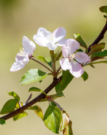 A branch with a few white flowers on it. The flowers are small and delicate, and they are arranged in a way that makes them look like they are in a group. The branch is green and has some leaves on itの写真素材