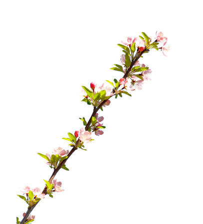 A slender branch of a tree is adorned with pink flowers. The branch is long and thin, extending from the tree trunk. The flowers are small and clustered together, creating a delicateの写真素材