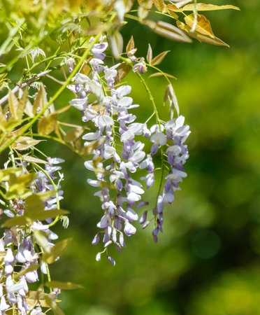 A tree with purple flowers is in a green field. The flowers are purple and the tree is full of themの写真素材