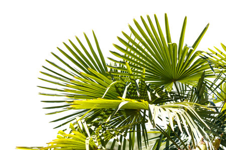A palm tree with green leaves is shown in a white background. Concept of tranquility and natural beauty, as the palm tree stands tall and proud against the white backgroundの写真素材