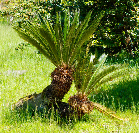 A small palm tree is sitting in a grassy field. The tree is surrounded by green grass and has a few leaves on it. The scene is peaceful and serene, with the palm tree standing out as a symbol of lifeの写真素材