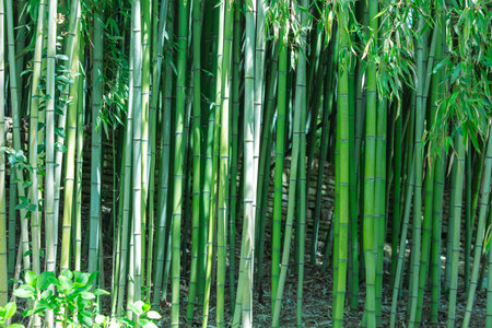 A row of green bamboo plants with brown tips. The bamboo is tall and straight, with no leaves visibleの写真素材