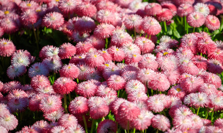A field of pink flowers with yellow centers. The flowers are in full bloom and are scattered throughout the field. Concept of beauty and tranquilityの写真素材