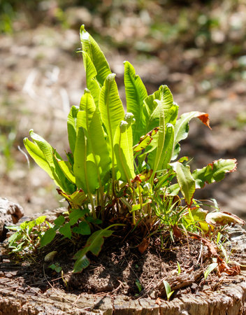 A small plant is growing in the dirt. The plant is green and has a few leavesの写真素材