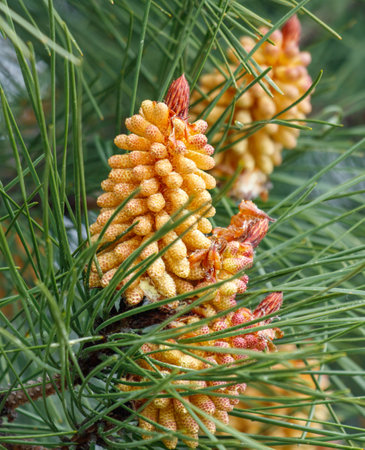 A cluster of pine needles with a yellow flower on top. The image has a peaceful and serene mood, as the pine needlesの写真素材