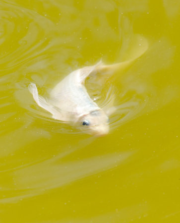 A fish is swimming in a green body of water. The water is murky and the fish is swimming in the middle of itの写真素材