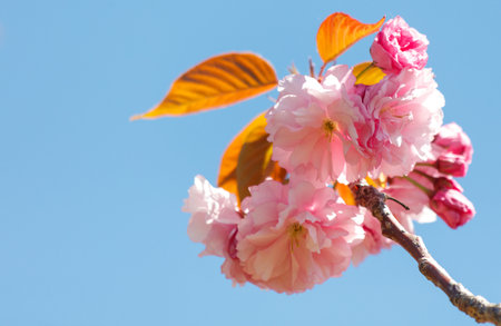 A pink flower is on a branch of a tree. The sky is blue and clear. The flower is the main focus of the imageの写真素材