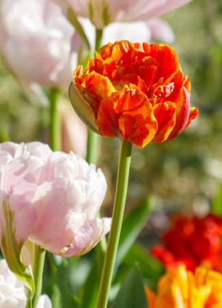 A bunch of flowers with one orange flower in the middle. The other flowers are white. The orange flower is the main focus of the imageの写真素材