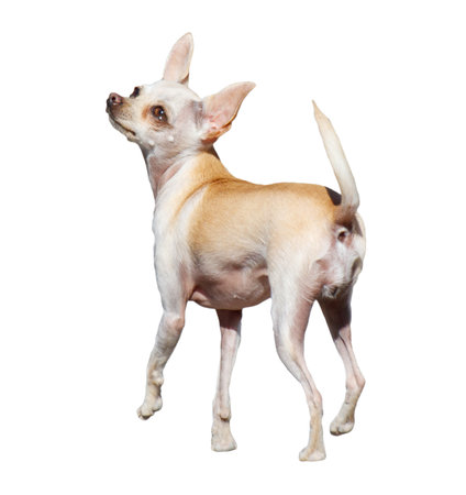 A small white dog is standing on a white background. The dog has a curious expression on its faceの写真素材