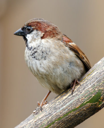 A small brown and white bird is perched on a branch. The bird is looking to the leftの写真素材