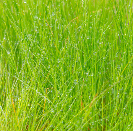 The grass is wet and green. The water droplets on the grass make it look fresh and livelyの写真素材