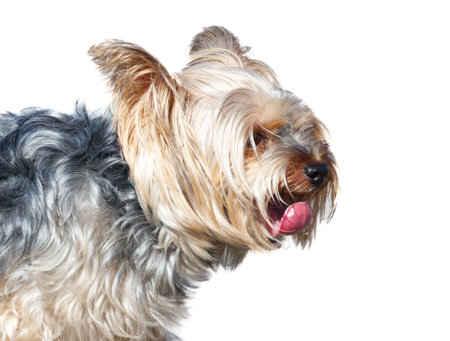 A dog with a pink tongue is looking at the camera. The dog has a fluffy coat and is standing on a white backgroundの写真素材