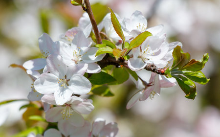 A branch of a tree with white flowers. The flowers are small and are in the middle of the branchの写真素材