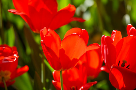 A bunch of red flowers are in a field. The flowers are in full bloom and are very brightの写真素材