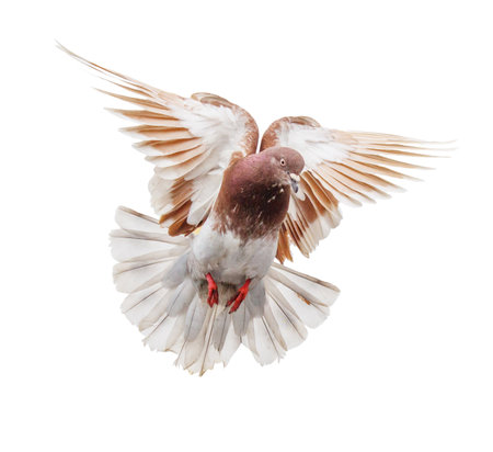 A pigeon is flying in the air with its wings spread out. The bird has a brown and white coloration, and its feathers are spread out, giving it a sense of freedom and graceの写真素材