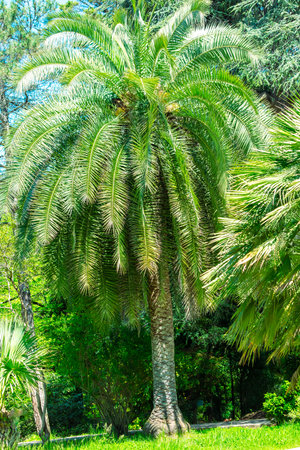 A palm tree is the main focus of the image, standing tall and green in a lush green field. The surrounding area is filled with other trees and plants, creating a vibrant and natural atmosphereの写真素材