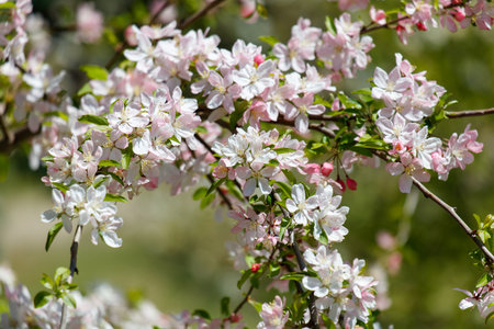 A tree with pink flowers is in full bloom. The flowers are large and bright, and they are scattered throughout the tree. The tree is surrounded by green leavesの写真素材